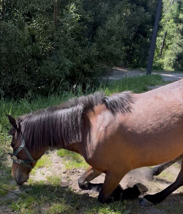 Cavalo de boa cabeça