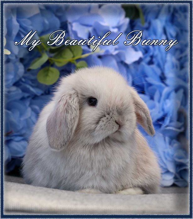 Młody Piękny Króliczek 100% mini Lop - Perła