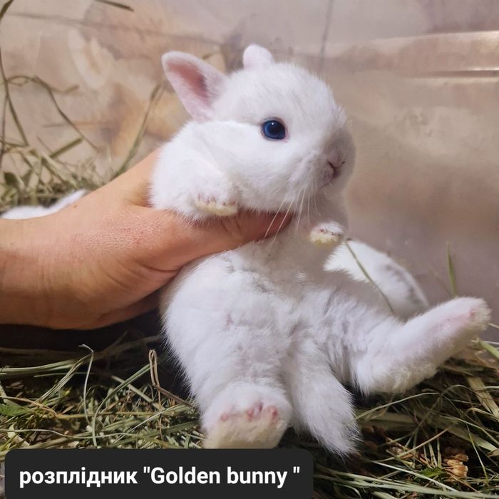 Гермеліни екстра класу з документами,щепленням та родоводом!!!