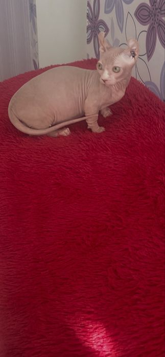 Кошенята на продаж