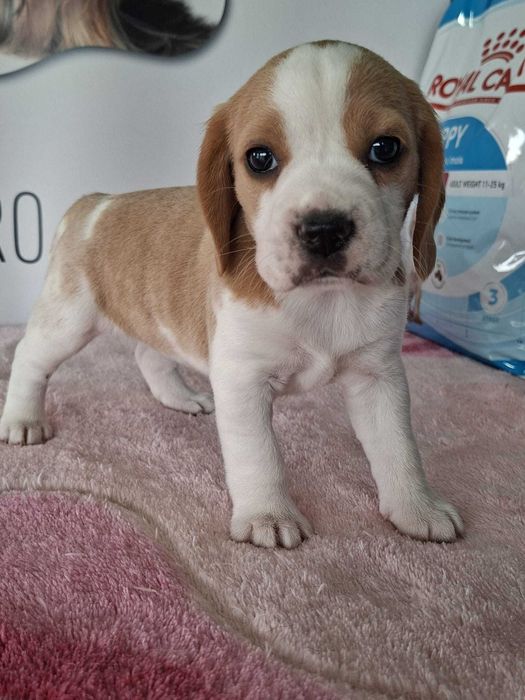 Beagle Bicolor bebé Com LOP