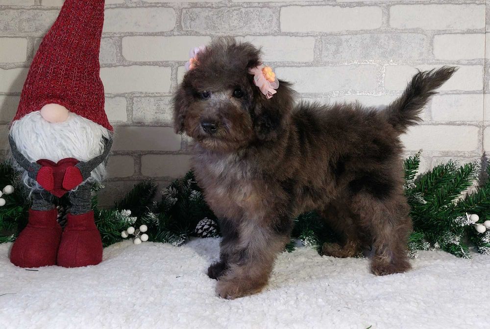 мраморная (Мерле) Девочка пудель