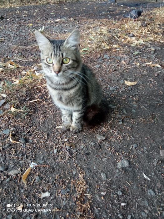 Рися проситься в сім'ю