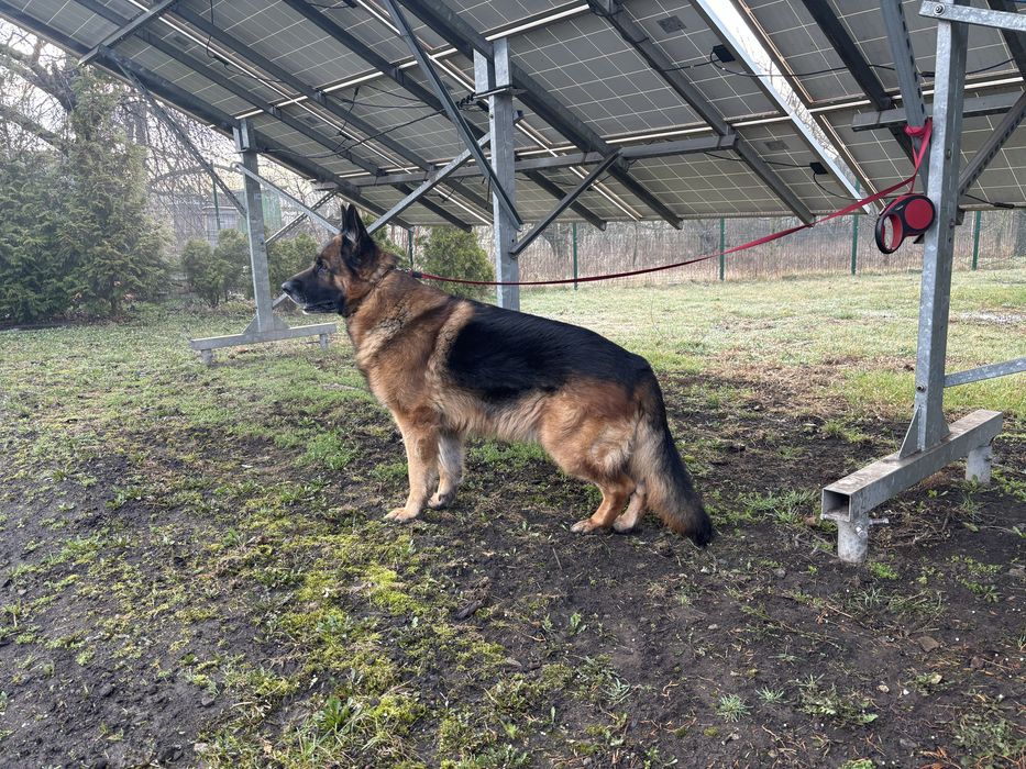 Немецкая овчарка вязка