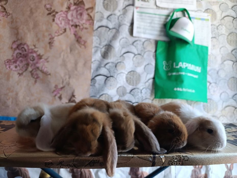 Кролики французький баран