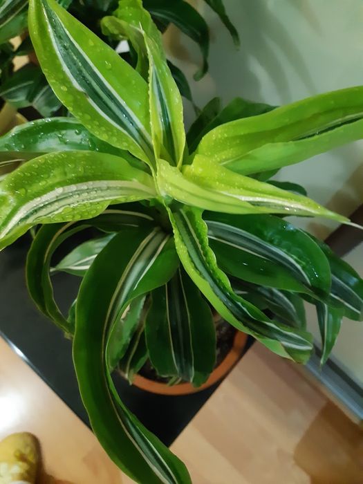 Дроцена ,,лимон лайм,,прикрашає дім або офіс