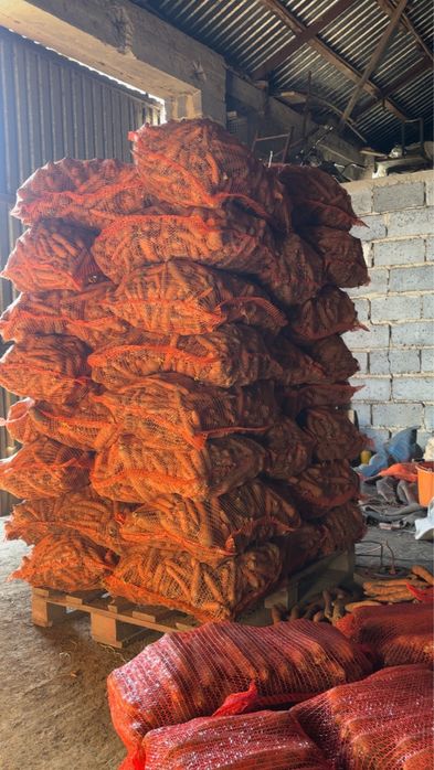 Sprzedam marchew odpadową