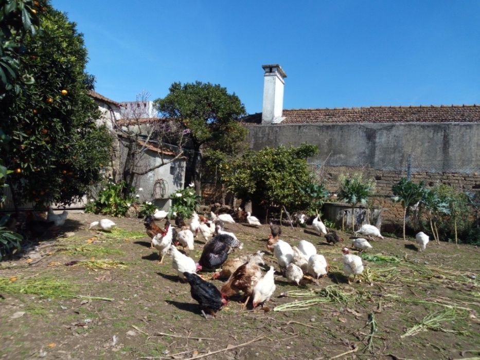 Ovos Caseiros do Campo (Dúzia 3,20€)