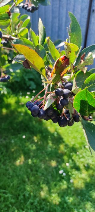 Aronia owoce z mojego ogródka
