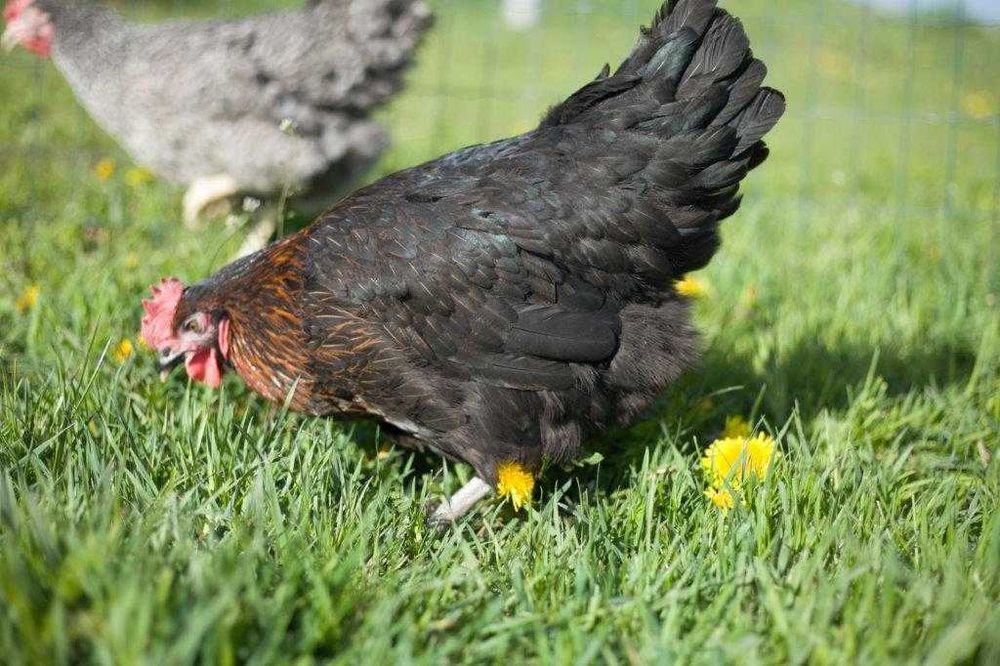 Kury kokoszki nioski Rosa kolorowa odchowana na wybieg dostawa Gratis