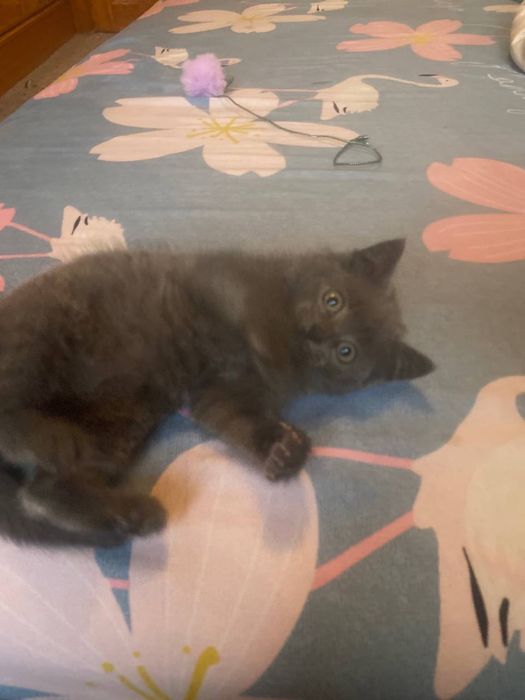 Плюшка прямоушка