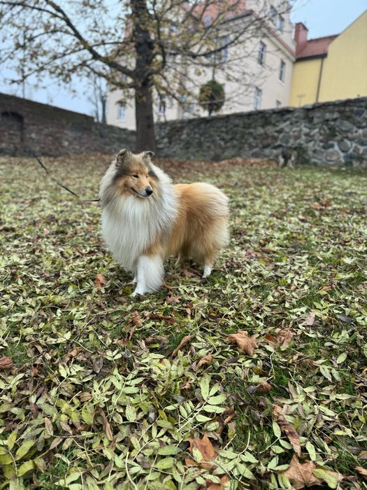 Owczarek szkocki FCI