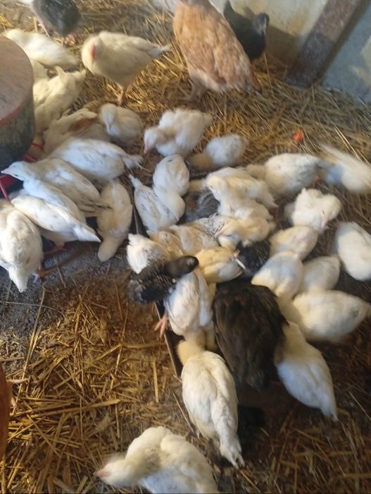 Kurczęta ponad 5 tygodniowe