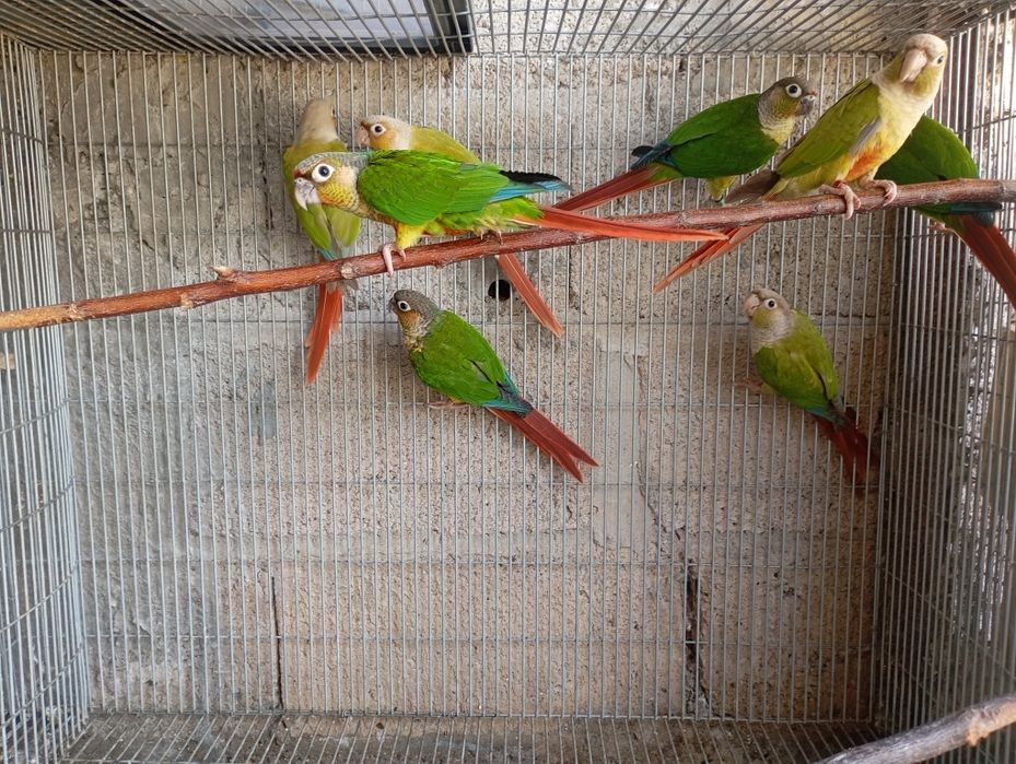 Casais  pyrrhuras  molinae 2026