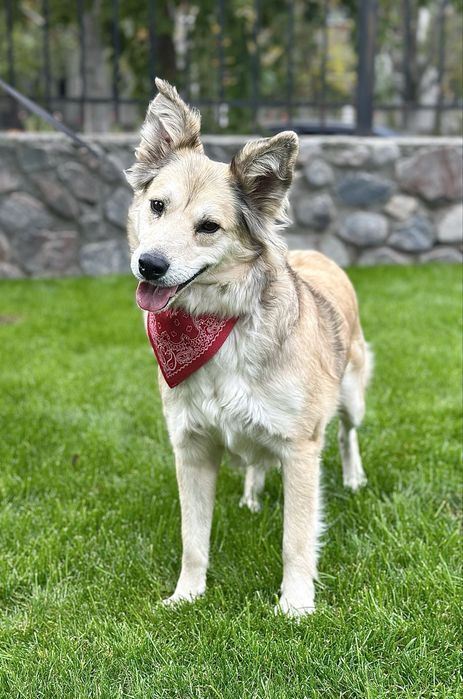 Собачка дівчинка шукає дім