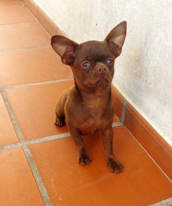 Excelente Chihuahua Macho