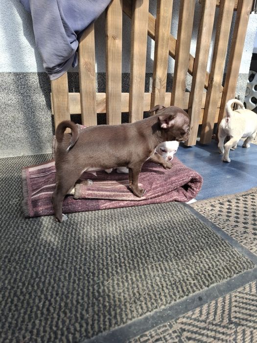 Chihuahua piesek mini