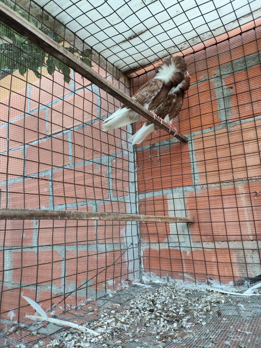 Pombos de cabeleira, calhandra e arcanjo