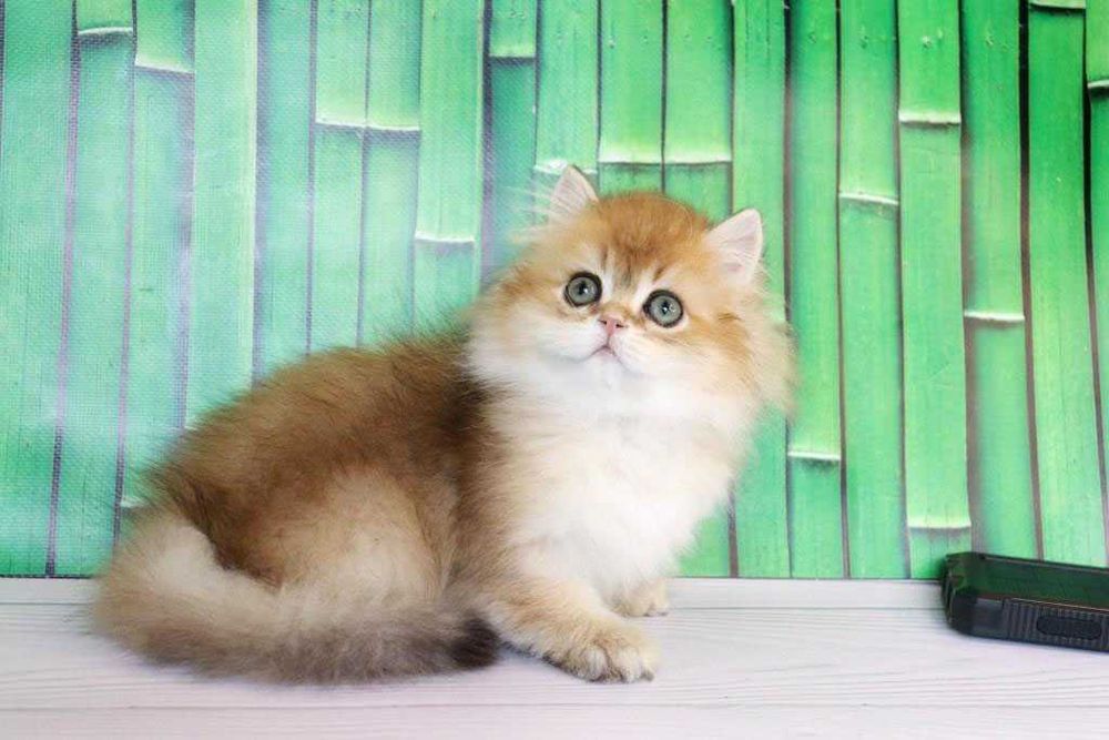 Продам британскую кошечка в золотом окрасе