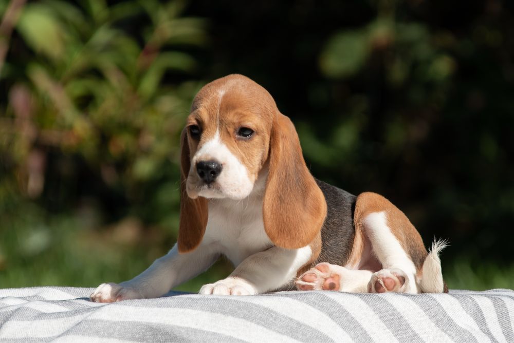 Бігль - найкращі цуценята в люблячі родини