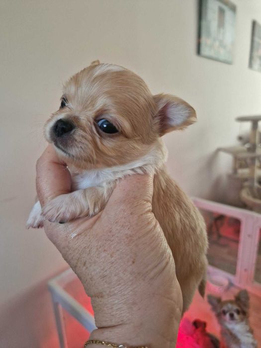 Chihuahua długowłosy