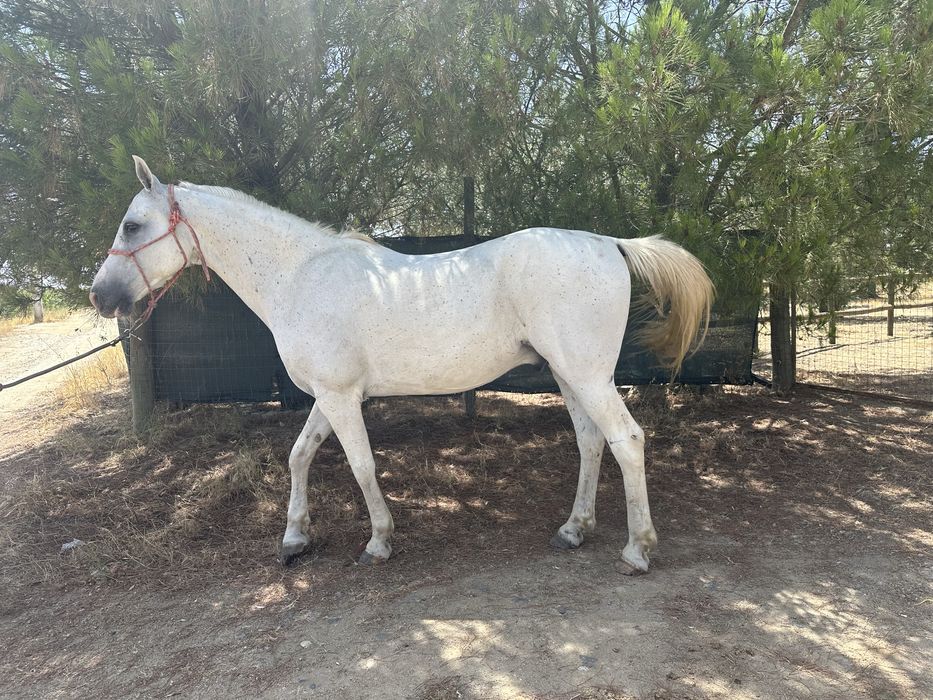 Cavalo de confiança