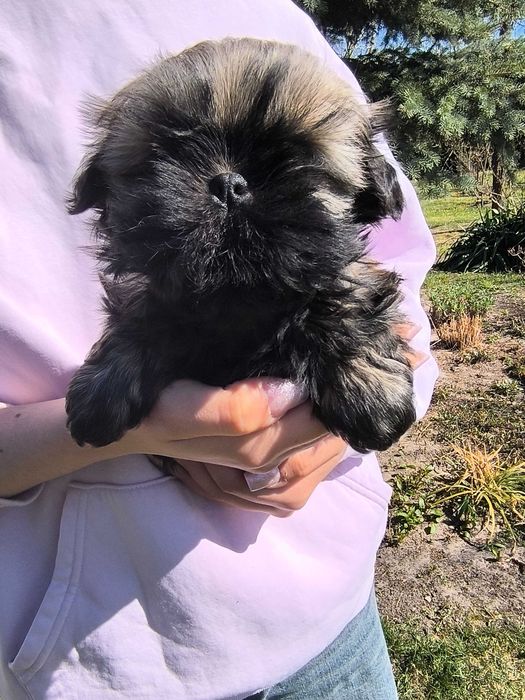 Shih tzu śliczna sunia