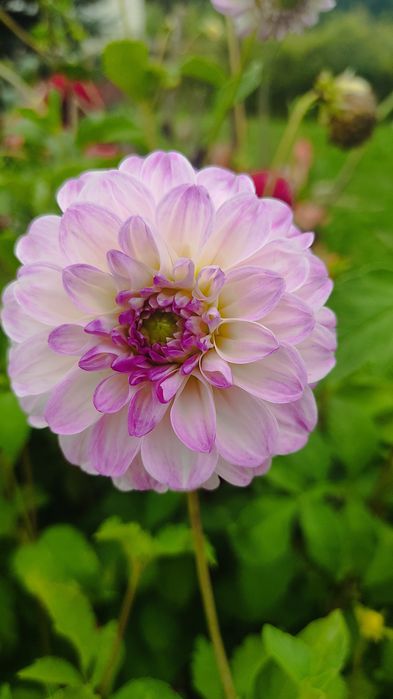 Клубні різних жоржин