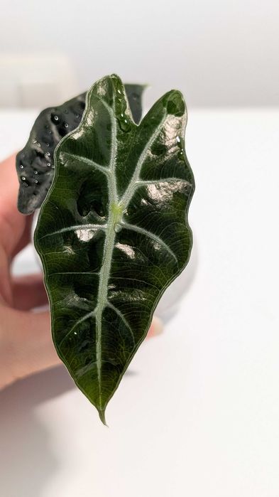 Alocasia Alokazja Polly Sadzonka