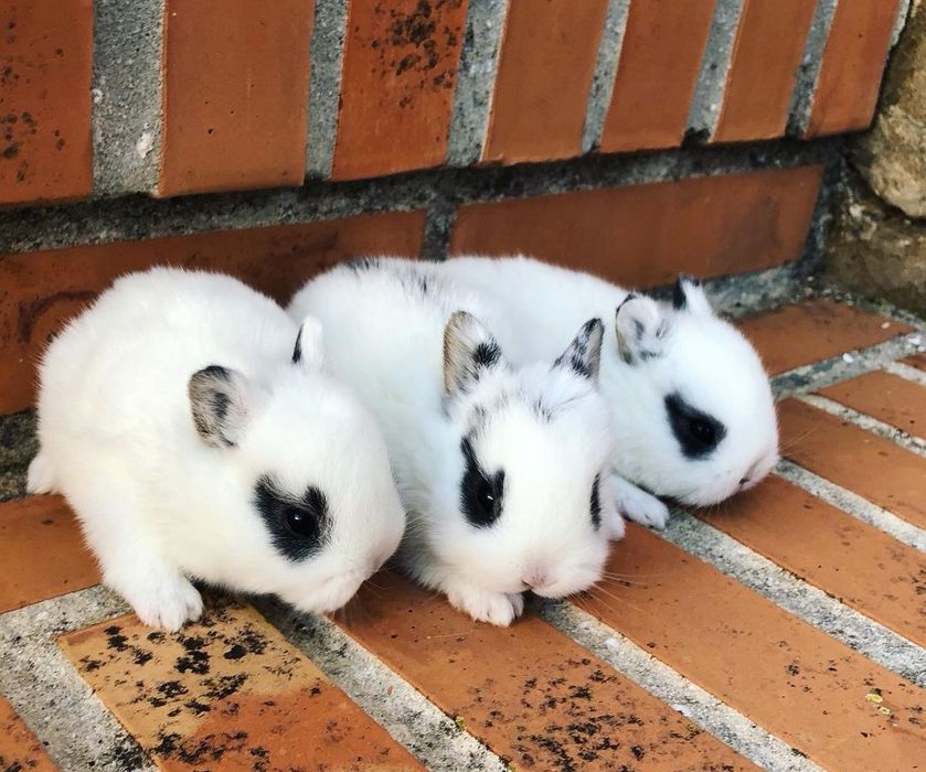 Coelhos anões mini holandês e minitoy super meigos, KIT completo