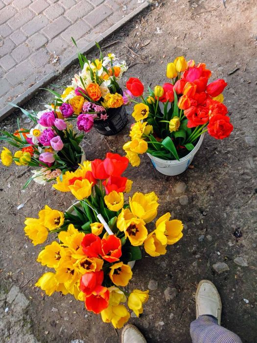 Тюльпани сортові та нарциси