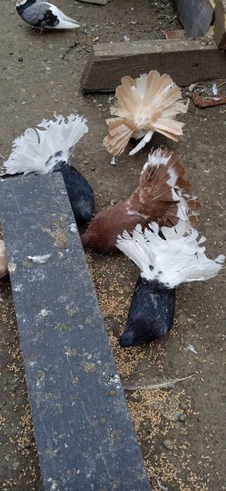 Sprzedam pliki nowy Sącz