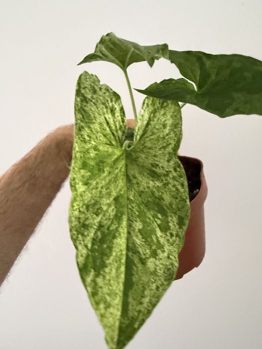 Syngonium variados ( milk confetti, mojito, albo, 3 kings, batik…)