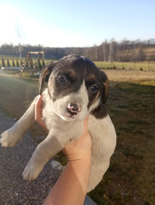 Oddam Kundelki wesołe