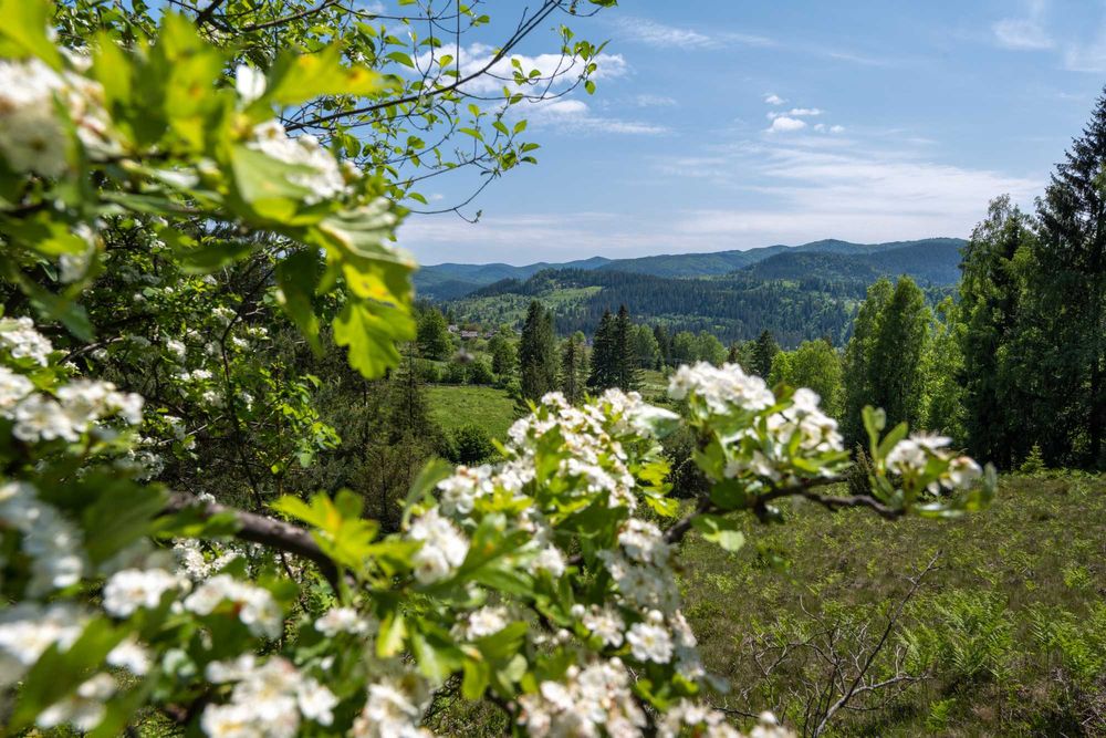 Земельна ділянка с. Микуличин 129 соток