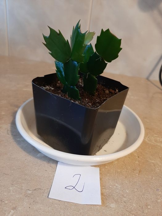 Grudnik roślina doniczkowa