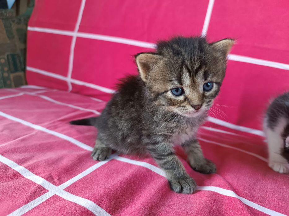 Кошенята шукають родини 1,5 міс