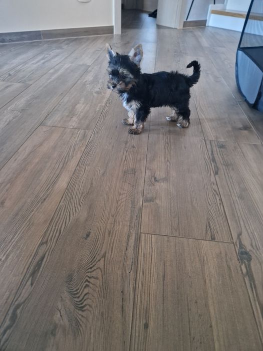 Yorkshire Terrier Piesek Gotowy do Odbioru