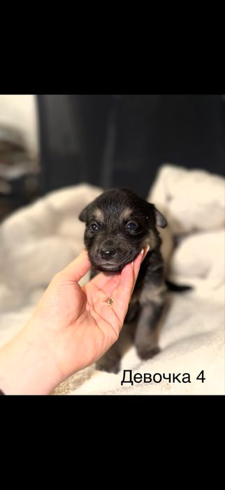 Люді добрі , допоможіть , благаю