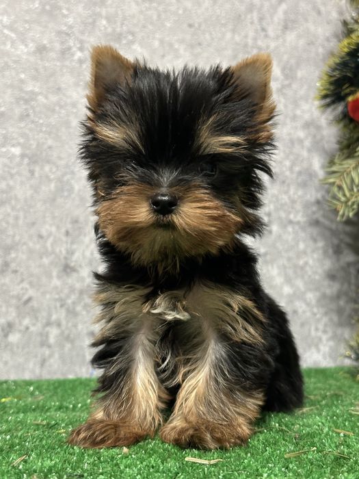 Щенки Йоркшерского терьера