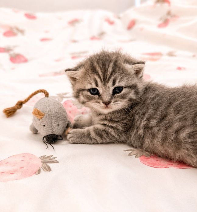 Fêmea  tabby silver