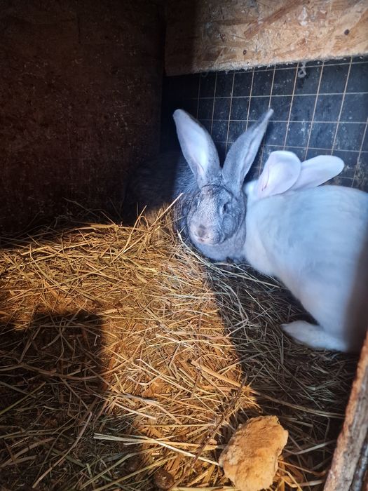 Króliki belgijskie mieszane