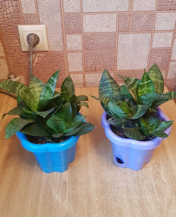 Сансевиерия с горшком 3 в 1