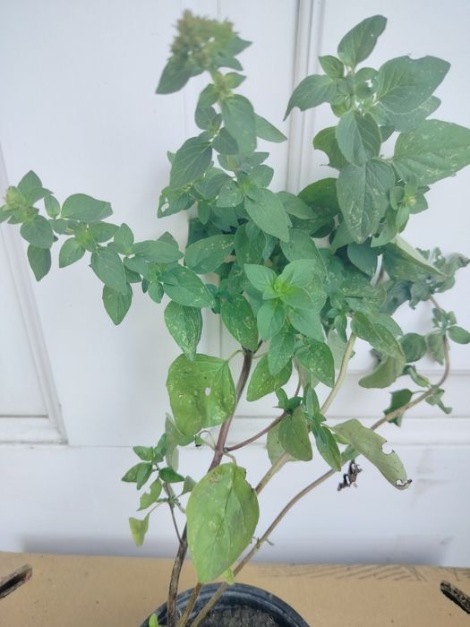 Zioła ekologiczne mięta oregano szałwia ananasowa