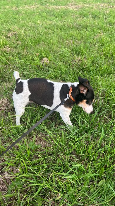 Pies w typie Jack Russell terrier