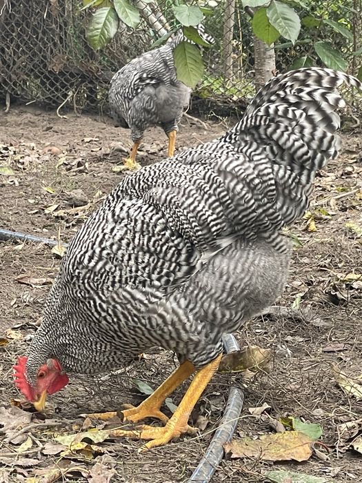 Амрокс. Півні. 5 місяців