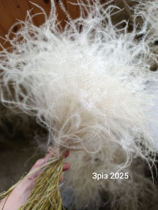 Стіфа ковила сухоцвіт