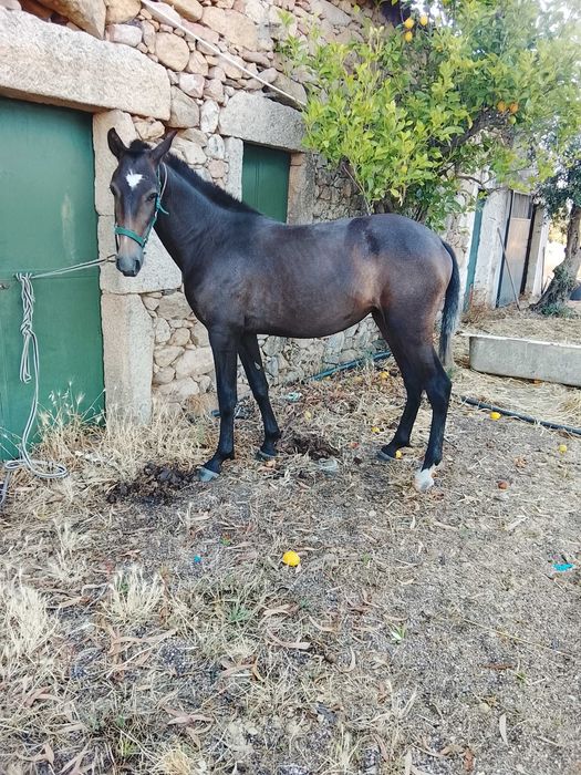 Poldra lusitana pura muito típica