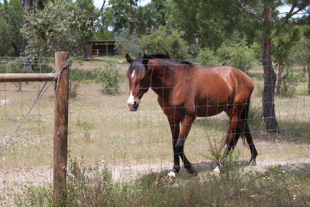 Cavalo Puro Sangue Lusitano - Excelente genealogia, temperamento e andamentos