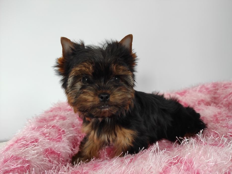 Yorkshire z rodowodem